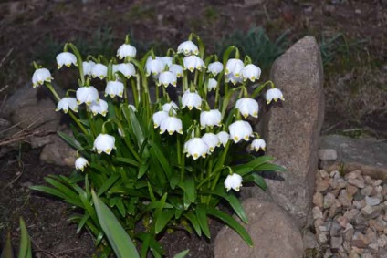 Plantarea și îngrijirea cu flori albe, specii și soiuri, fotografie