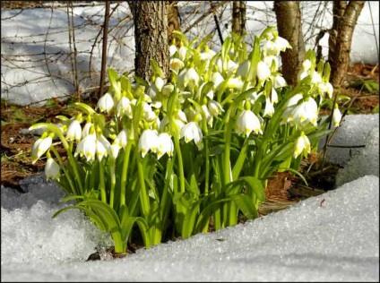 Plantarea și îngrijirea cu flori albe, specii și soiuri, fotografie