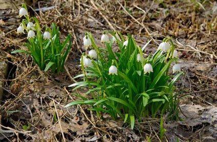 Plantarea și îngrijirea cu flori albe, specii și soiuri, fotografie