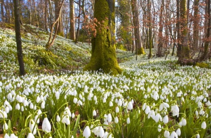 Albă cu flori de primăvară fotografie de flori, plantarea, îngrijirea și cultivarea primăverii cu flori albe