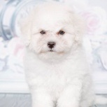 Bichon Frise din Novosibirsk