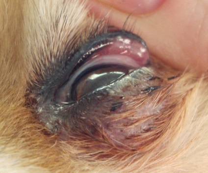 Blefarita la câini, inflamația marginilor pleoapelor la câini