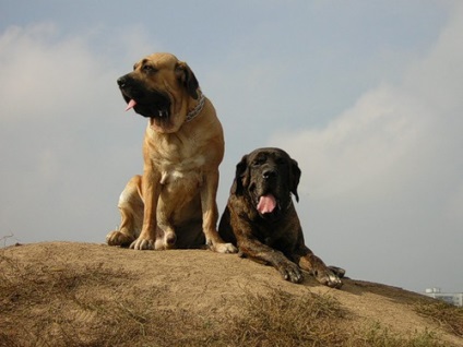 Mastiff brazilian - 101 câini