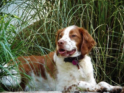Brittany spaniel, spaniol britanic fotografii epaniol, rase de câini, câini, spanieli, epagniol,