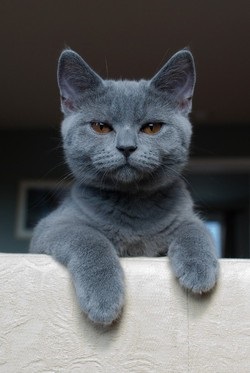 British Shorthair 1