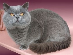 British Shorthair 1