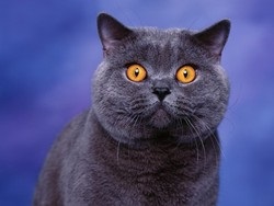 British Shorthair 1