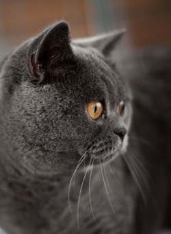 British Shorthair 1