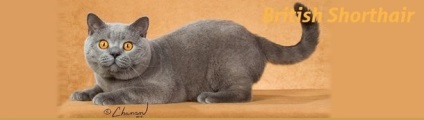 British Shorthair 1