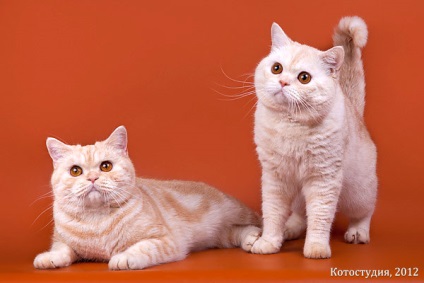 British Shorthair pisica de fotografie, totul despre British Shorthair pisoi cumpăra, îngrijire,