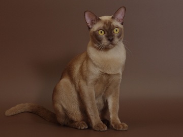 Pisica birmană (burma) - origine, culoare, caracter, îngrijire, nutriție, fotografie - totul despre pisici și