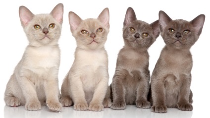Descrierea rasei de pisici din rasa bimba, materiale foto si video, comentarii despre rasa