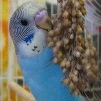 Mit kell táplálni egy hullámos papagáj tanácsadót - zootover - Tver referencia - információ