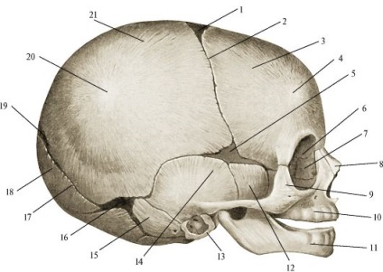 Az újszülött koponyája