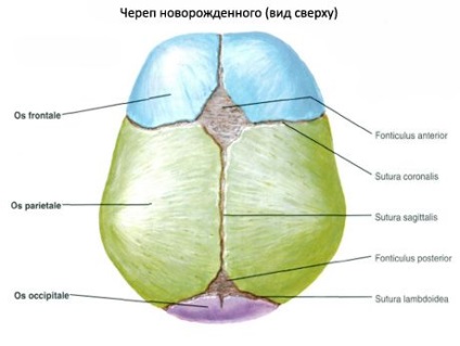 Craniul nou-născutului, competent în domeniul sănătății pe ilive