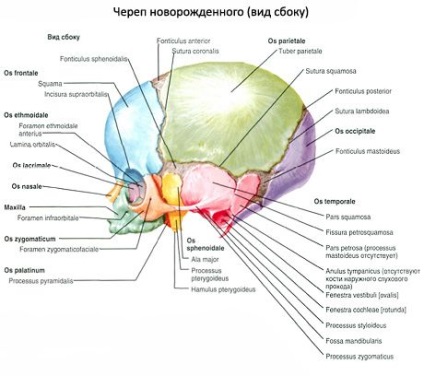 Az újszülött koponyája, az ilive egészségével foglalkozó