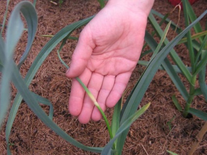 Agricultura ecologica a usturoiului