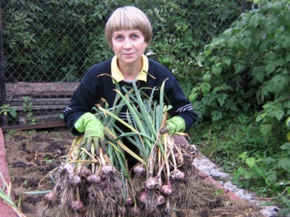 Agricultura ecologica a usturoiului