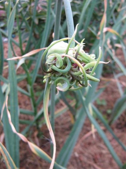 Agricultura ecologica a usturoiului