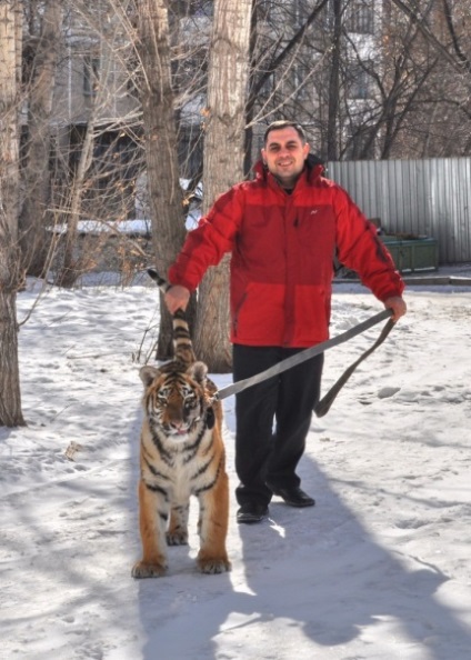 Miraculos a supraviețuit tigrului zhorik, ca nativ, sa întâlnit cu salvatorul său din Chelyabinsk