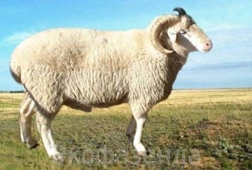 Rasa Tsigai de oi, pentru a cumpara rasa Tsigay de oi la Moscova si regiunea Moscovei, oi, oi,
