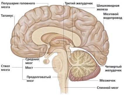 Tipurile de infecție cu cistercerculoză cu căi de transmisie și modalități de tratament