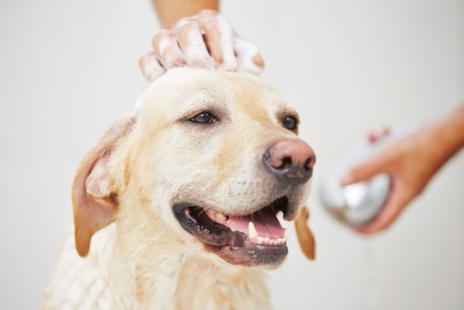 Gelul de săpun vă va ajuta să scăpați de purici la câini