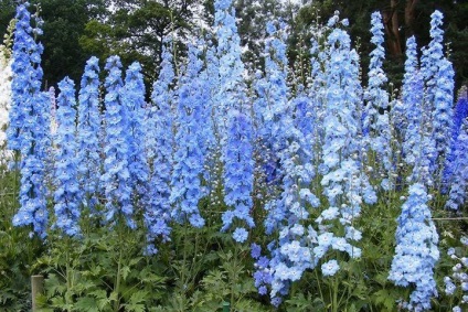 Delphinium - 10 tipp a termesztésre