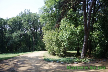 Dendropark vesel bokovenki, regiunea Kirovohrad