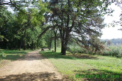 Dendropark vesel bokovenki, regiunea Kirovohrad