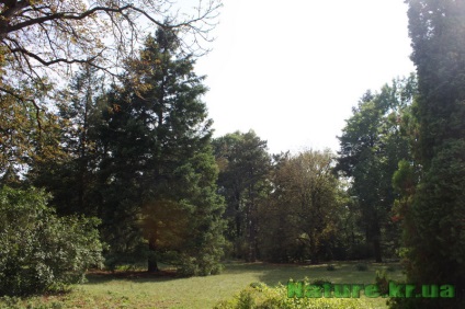 Dendropark vesel bokovenki, regiunea Kirovohrad