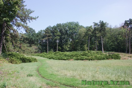 Dendropark vesel bokovenki, regiunea Kirovohrad