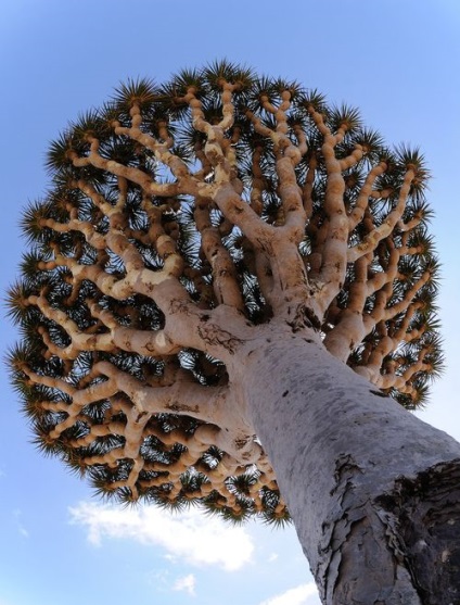 Dracaena fotografie în condiții naturale naturale, copac de dragon