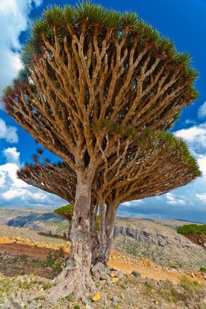 Dracaena fotó természetes természeti adottságokban, sárkányfa