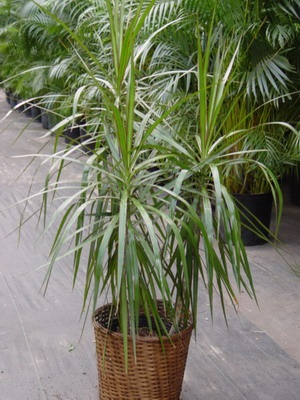 Dracaena otthoni ápolás