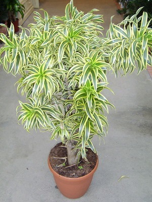 Dracaena îngrijire la domiciliu