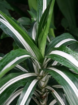 Dracaena îngrijire la domiciliu