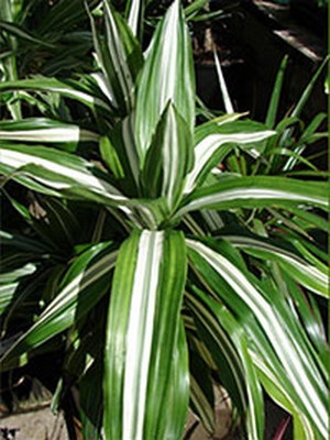 Dracaena îngrijire la domiciliu