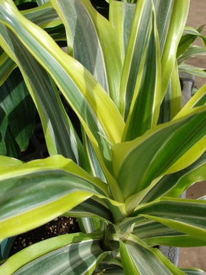 Dracaena îngrijire la domiciliu