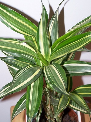 Dracaena îngrijire la domiciliu