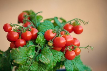 Salvim legumele pe grădina de legume pe pervazul ferestrei