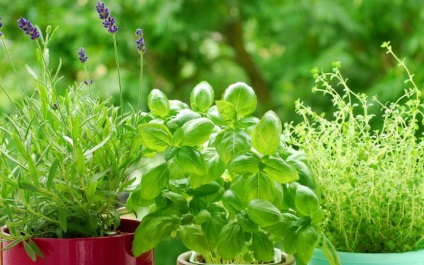 Salvim legumele pe grădina de legume pe pervazul ferestrei