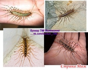 E interesant! Centipede! Mamele țării
