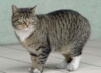 European Shorthair fotografie pisica, pisici si pisici de rasa europeana, caracter, ingrijire, pisici -