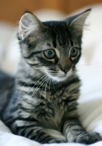 Европейска късокосместа котка снимка, котки и котенца Европейския порода, характер, грижовен, котка -