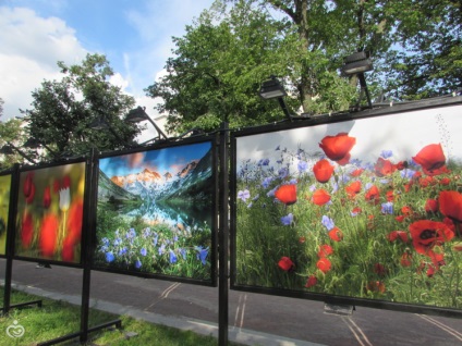 Festival de gem floral