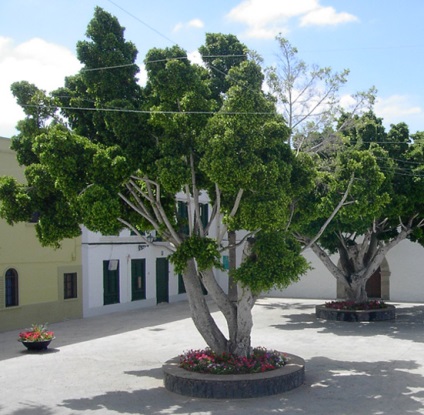 Ficus benjamin - origine, cultivare, îngrijire