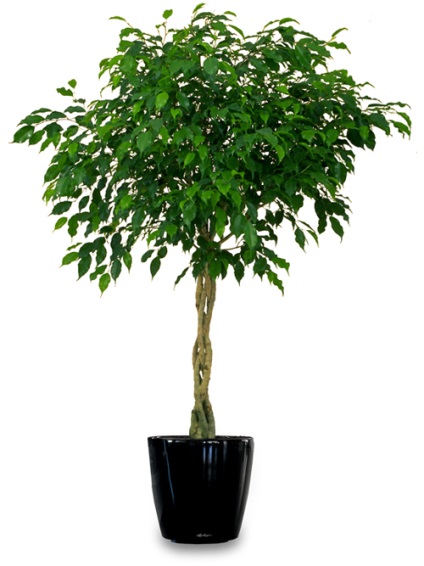 Ficus benjamin - origine, cultivare, îngrijire