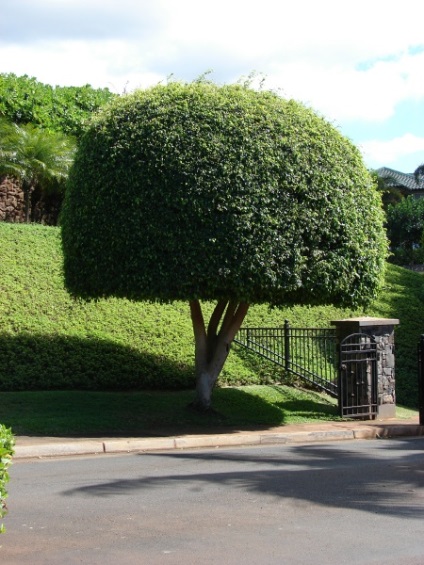 Ficus benjamin - origine, cultivare, îngrijire