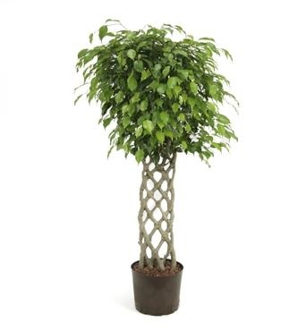 Ficus benjamin - origine, cultivare, îngrijire